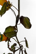 将图片加载到图库查看器,Lampadaire japonisant au Héron, Art Nouveau, France, vers 1900